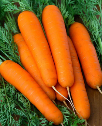 Carrot