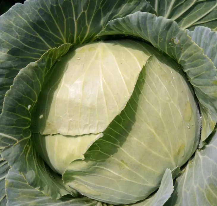 Kale