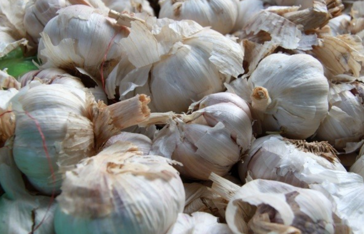 garlic