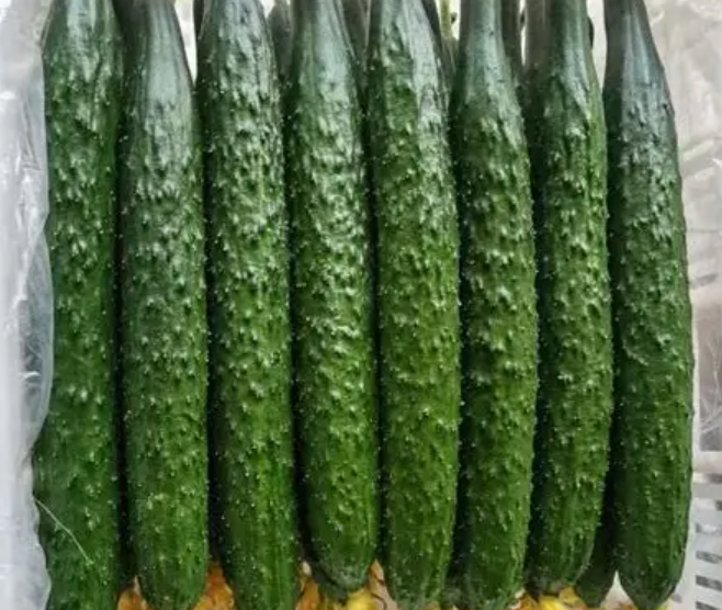 Bur cucumber