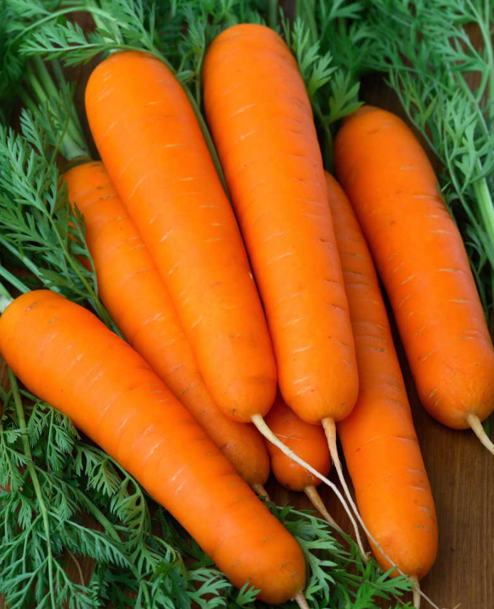 Carrot